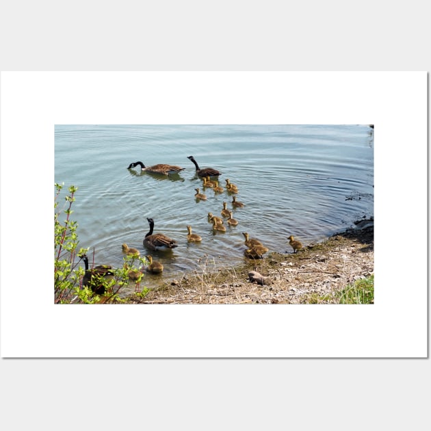 Canada Goose Family Heading To The Water Wall Art by BackyardBirder